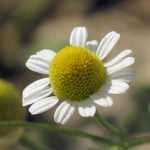 Plantele vederii